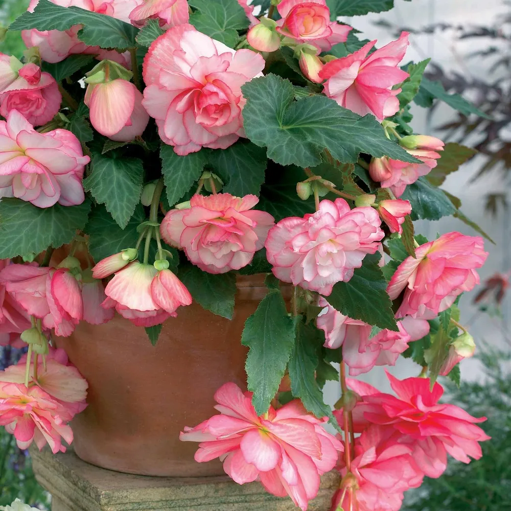 3 bégonias cascade florence - le sachet de 3 bulbes / ø 4-5cm, vendu par lot de 4